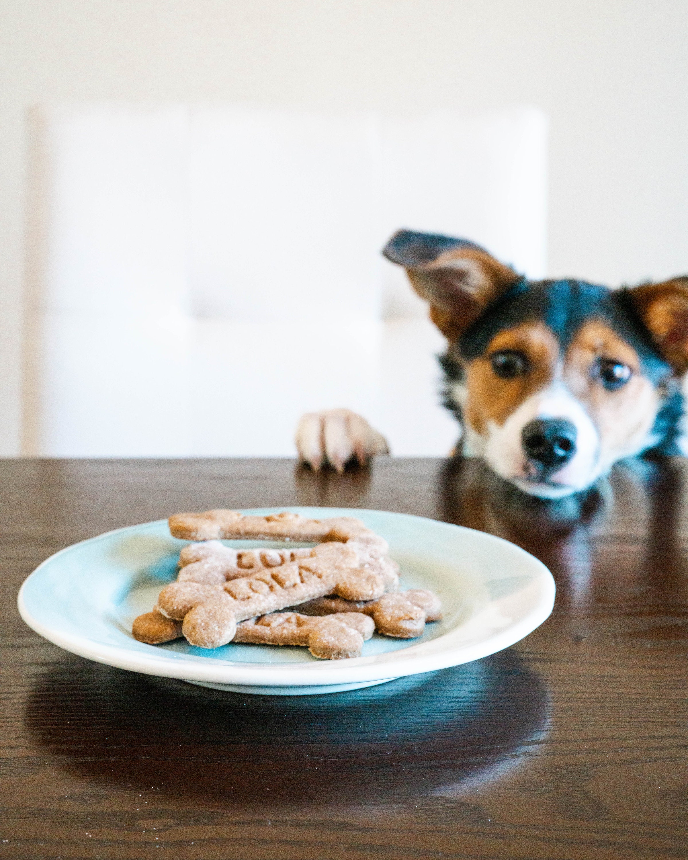 CUSTOM NAME Dog Cookie Cutter Personalized Dog Cookie Cutter Etsy