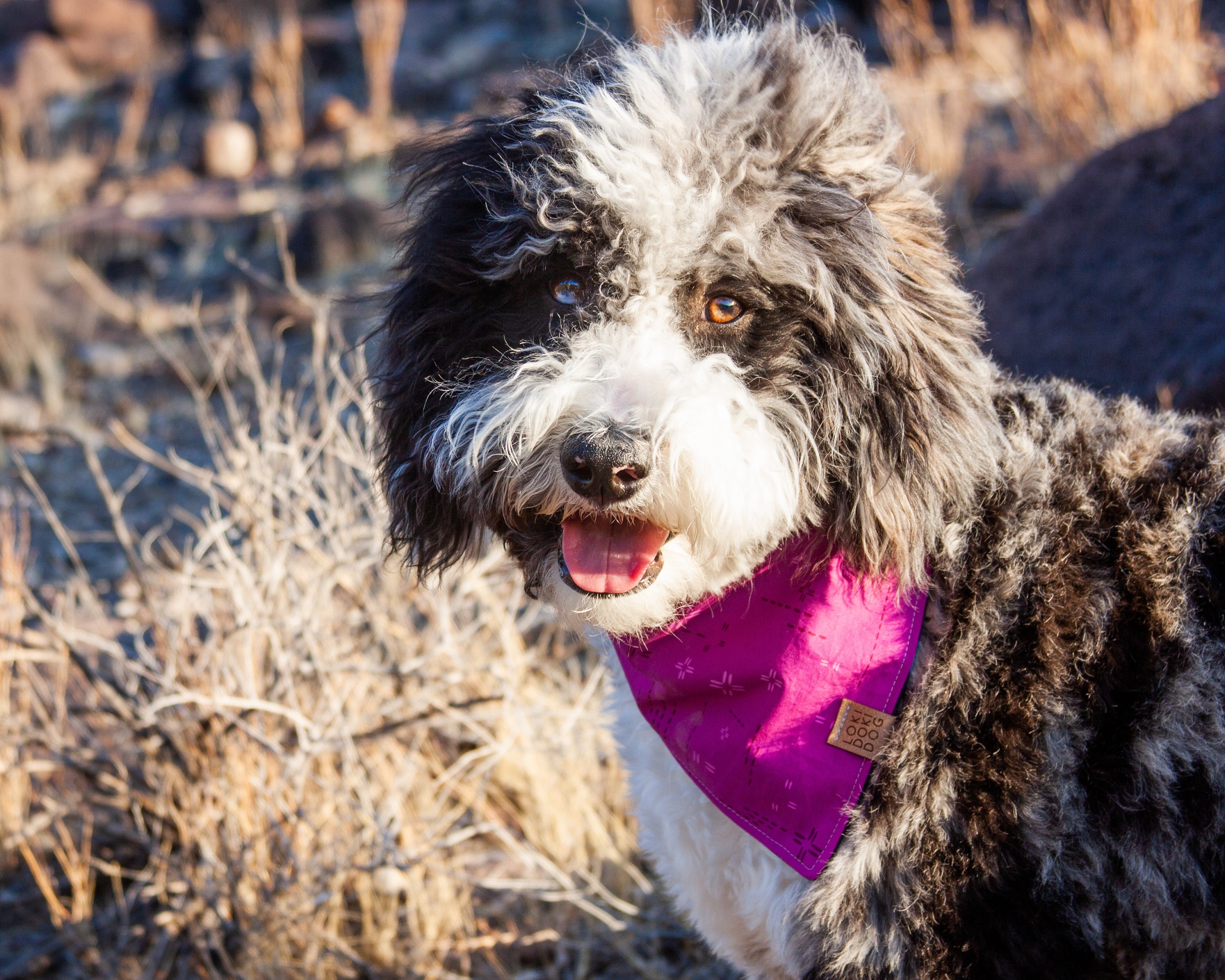 Modern Purple Dog Bandana FUCHSIA DELIGHT Snap On Reversible Etsy