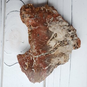 Petrified wood slice, petrified wood, wood slices, wooden slab, crystal slab, fossilized wood
