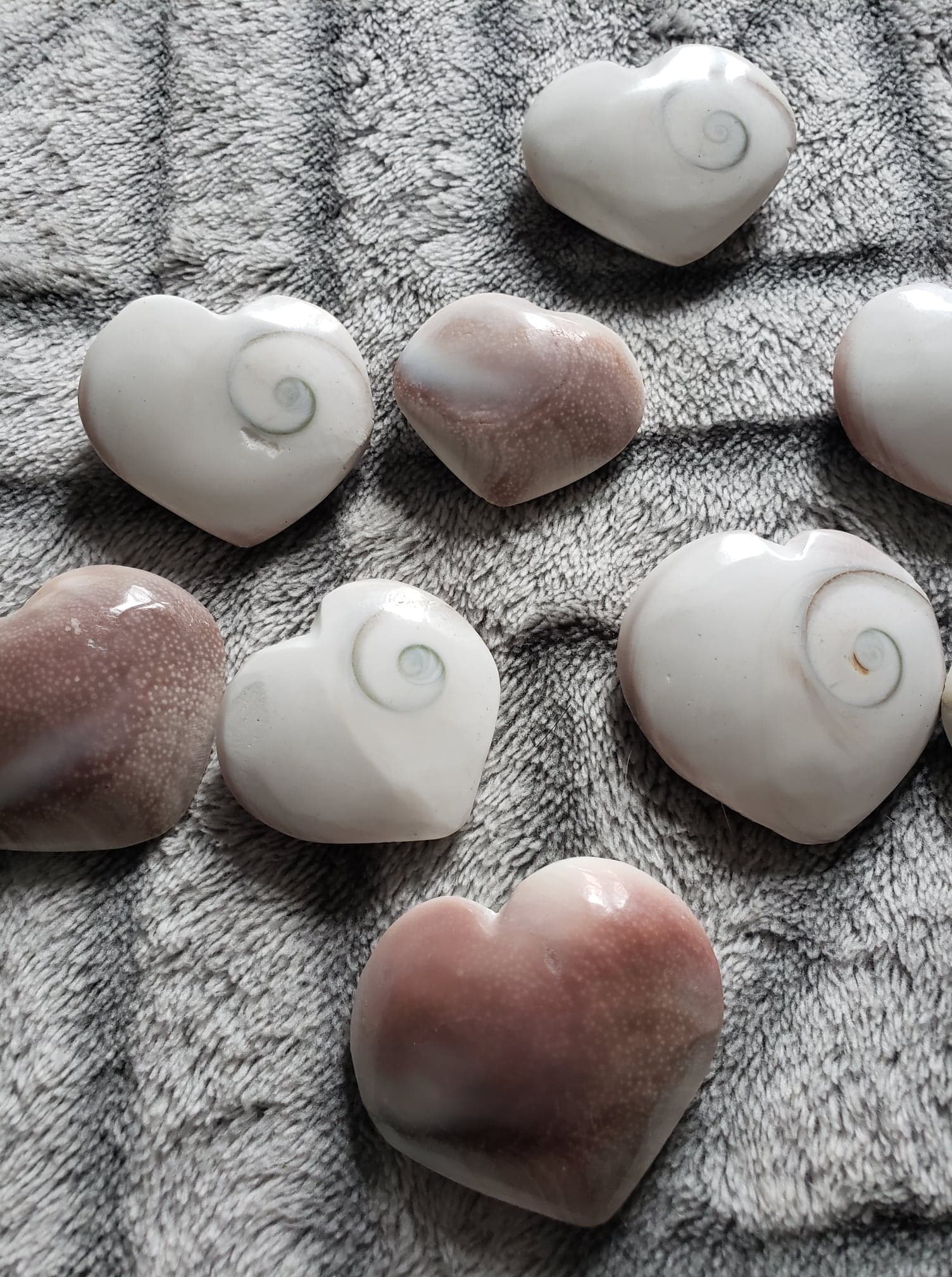 Shiva heart shell | Etsy