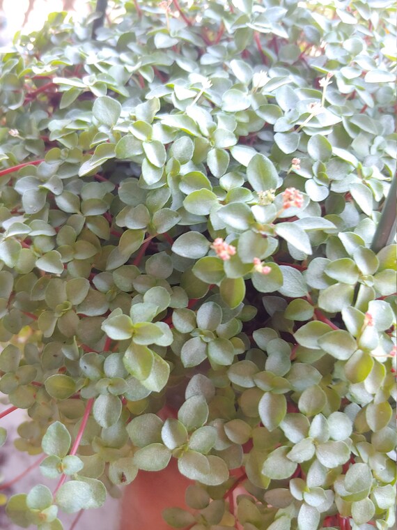 Peperomia Bebe Larmes Boutures Etsy