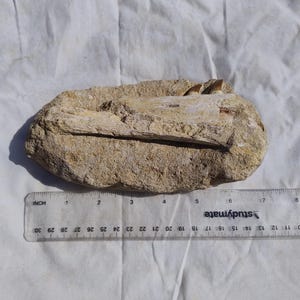 Puede incluir: Un fósil incrustado en una roca de color marrón claro. El fósil parece ser un fragmento de hueso, con una parte de un diente visible. Una regla transparente con medidas en cm se coloca junto al fósil, midiendo aproximadamente 18 cm.