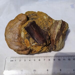May include: A fossilized object embedded in a rock. The fossil is a dark brown color and appears to be a tooth or bone fragment. The surrounding rock is a mix of tan, brown, and yellow hues. A ruler with centimeter markings is in the foreground.