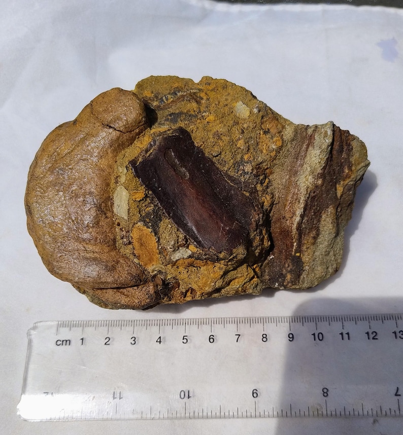 May include: A fossilized object embedded in a rock. The fossil is a dark brown color and appears to be a tooth or bone fragment. The surrounding rock is a mix of tan, brown, and yellow hues. A ruler with centimeter markings is in the foreground.