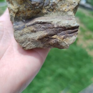 May include: A close-up of a rock sample with layers of tan, brown, and gray hues. The rock has a rough, textured surface with visible mineral deposits. The sample is held in a hand, with a blurred green background.