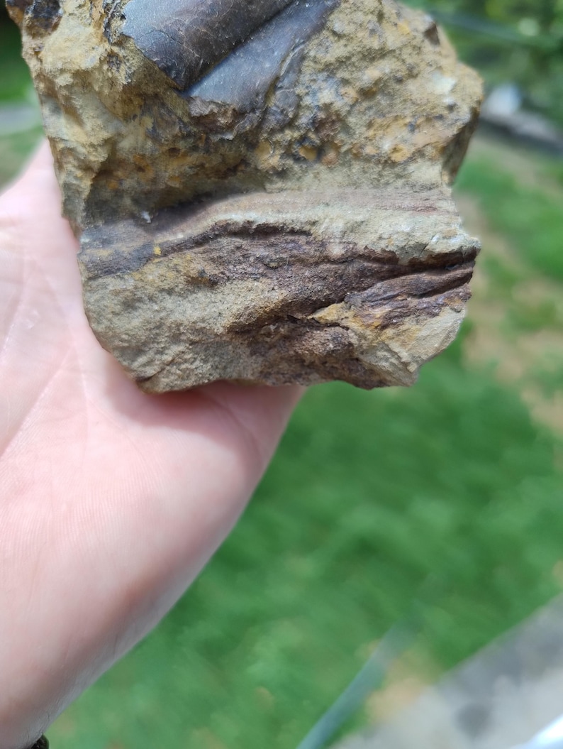May include: A close-up of a rock sample with layers of tan, brown, and gray hues. The rock has a rough, textured surface with visible mineral deposits. The sample is held in a hand, with a blurred green background.