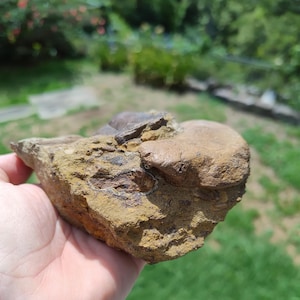 May include: A fossilized rock with a rough, textured surface. The rock has a mix of brown, tan, and gray colors. The fossil appears to be a partial shell or bone embedded in the stone. The background is blurred, showing green foliage.