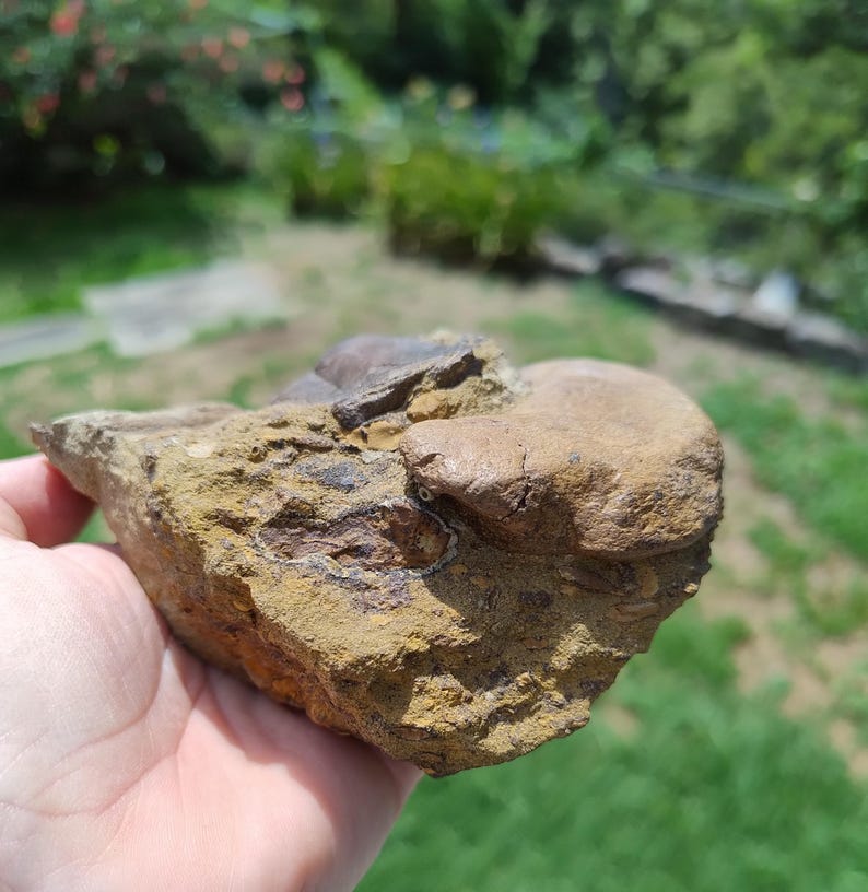 May include: A fossilized rock with a rough, textured surface. The rock has a mix of brown, tan, and gray colors. The fossil appears to be a partial shell or bone embedded in the stone. The background is blurred, showing green foliage.