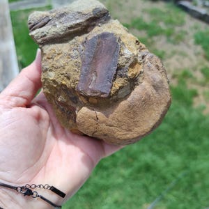 May include: A fossil embedded in a rock. The rock is a mix of tan, brown, and gray hues, with a rectangular, dark brown fossil prominently displayed. The fossil has a textured surface, and the rock's surface is rough.