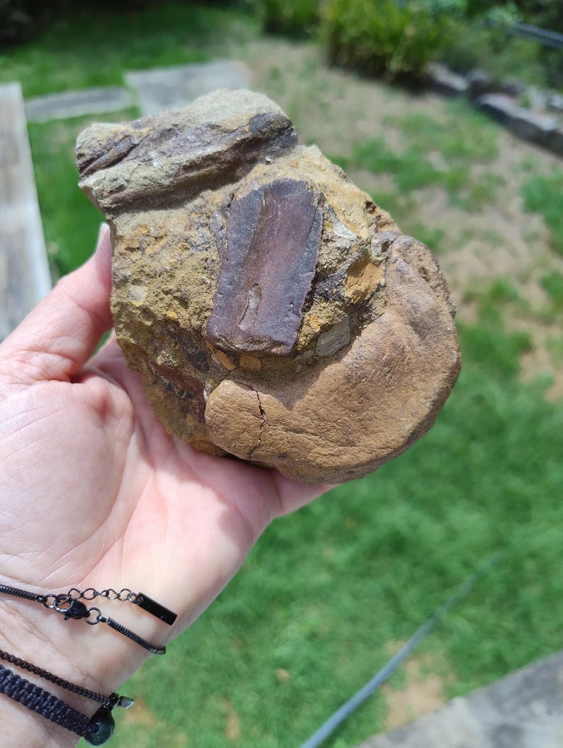 May include: A fossil embedded in a rock. The rock is a mix of tan, brown, and gray hues, with a rectangular, dark brown fossil prominently displayed. The fossil has a textured surface, and the rock's surface is rough.