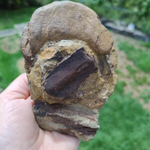 May include: A fossilized rock sample featuring a dark brown, rectangular fossil embedded in a tan and brown stone matrix. The rock has a rough, textured surface with visible layers and a rounded top. The sample is held in a hand against a blurred green background.