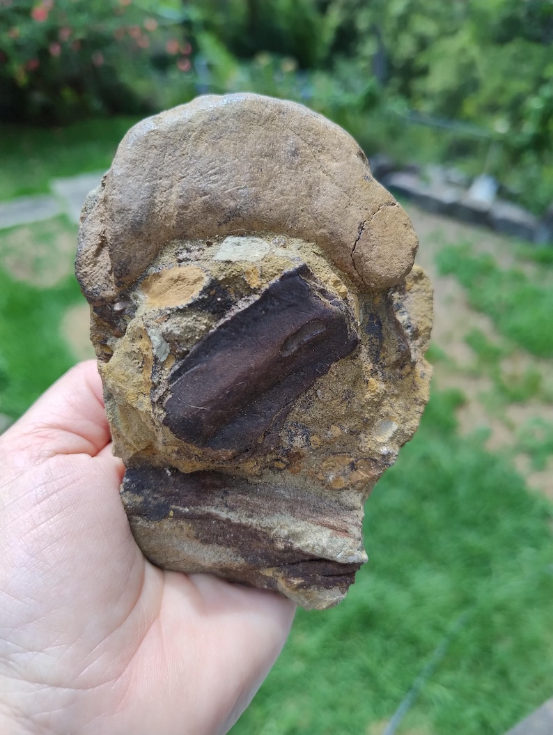 May include: A fossilized rock sample featuring a dark brown, rectangular fossil embedded in a tan and brown stone matrix. The rock has a rough, textured surface with visible layers and a rounded top. The sample is held in a hand against a blurred green background.