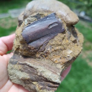 May include: A fossil embedded in a rock. The fossil is a dark brown rectangular shape with a small indentation. The rock is a mix of tan, brown, and gray colors, with visible layers and textures. The background is blurred green.