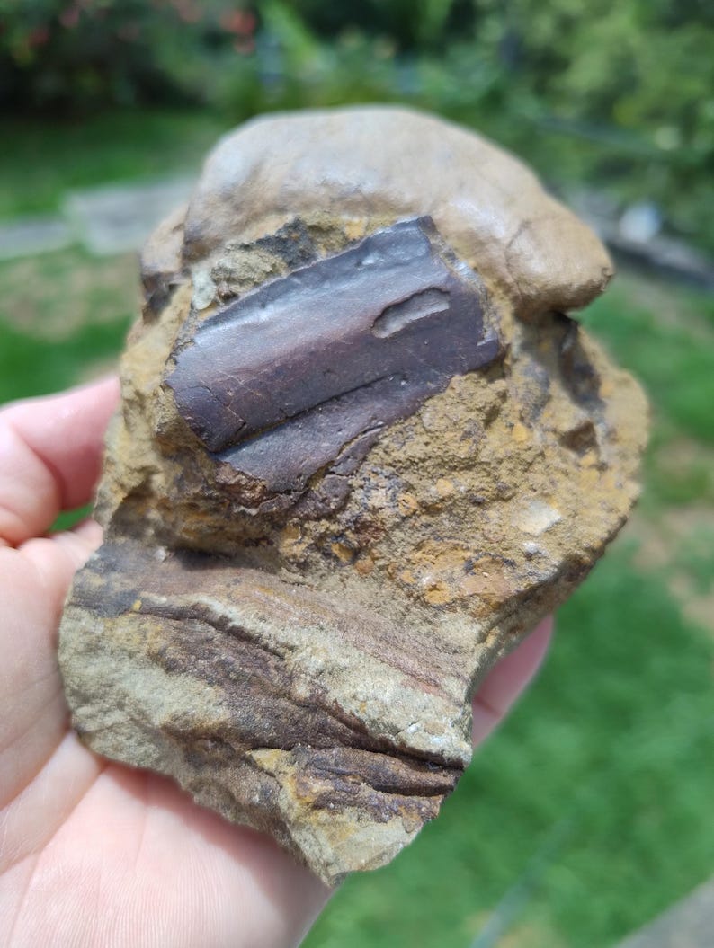 May include: A fossil embedded in a rock. The fossil is a dark brown rectangular shape with a small indentation. The rock is a mix of tan, brown, and gray colors, with visible layers and textures. The background is blurred green.