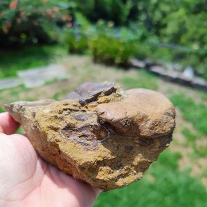May include: A fossilized rock fragment with a mix of tan, brown, and yellow hues. The rock has a rough, textured surface with a rounded, smooth section. The fossil appears to be embedded within the stone.