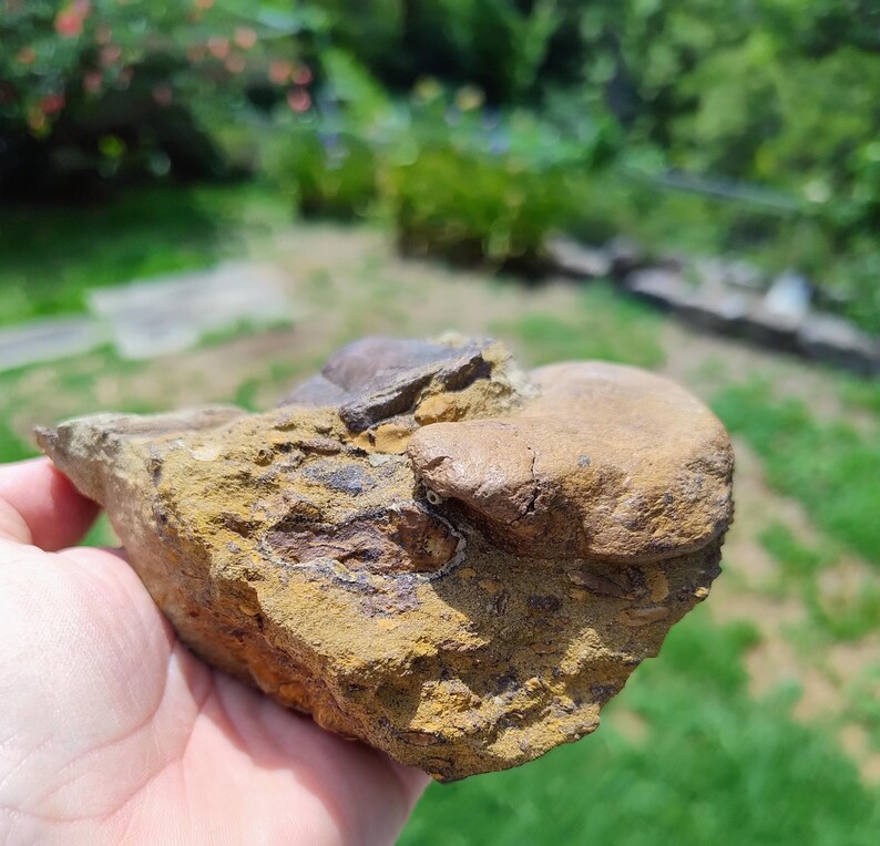 May include: A fossilized rock fragment with a mix of tan, brown, and yellow hues. The rock has a rough, textured surface with a rounded, smooth section. The fossil appears to be embedded within the stone.
