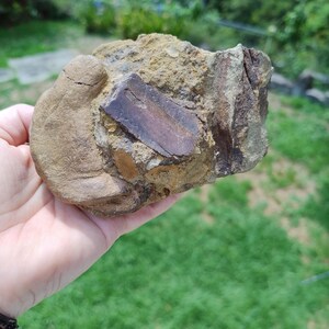 May include: A fossil embedded in a rock. The rock is a mix of tan, brown, and gray colors. A dark brown, rectangular fossil is visible in the center. The rock is held in a hand against a backdrop of green grass and foliage.