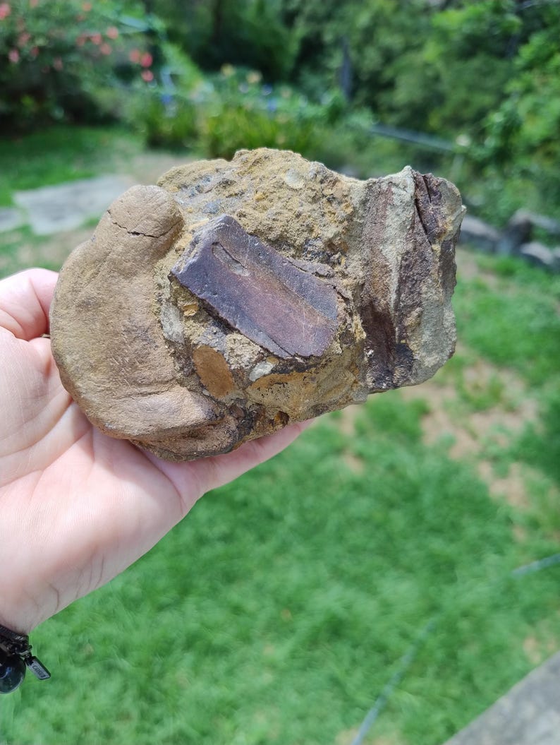 May include: A fossil embedded in a rock. The rock is a mix of tan, brown, and gray colors. A dark brown, rectangular fossil is visible in the center. The rock is held in a hand against a backdrop of green grass and foliage.