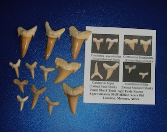 Fossil sharks tooth Fossil teeth mix lot 12 teeth A + Complete before Megalodon