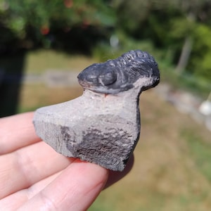 Puede incluir: Se muestra un trilobites fosilizado, un artrópodo marino prehistórico. El fósil es de color gris oscuro con una superficie texturizada y está parcialmente incrustado en una piedra gris más clara. El cuerpo segmentado y la cabeza del trilobites son claramente visibles.