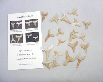 May include: A collection of 20 fossilized shark teeth from the Early Eocene period, approximately 50-55 million years old. The teeth are a light beige color and are arranged on a white surface. The teeth are from Morocco, Africa. The image also includes a card with information about the teeth.