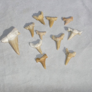 Fossil sharks tooth Fossil teeth mix lot  teeth A + before Megalodon Otodus