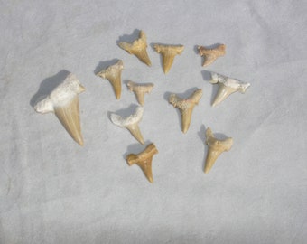 May include: A collection of 11 fossilized shark teeth of various sizes and shapes, displayed on a white surface.