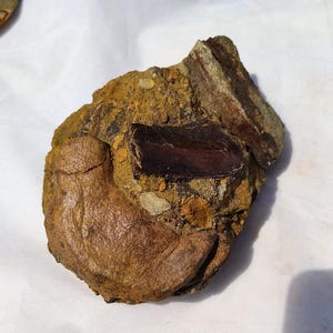 May include: A fossilized rock fragment with a dark brown, rectangular section embedded in a tan and brown matrix. The rock has a rough, textured surface and appears to be a piece of petrified wood or bone.