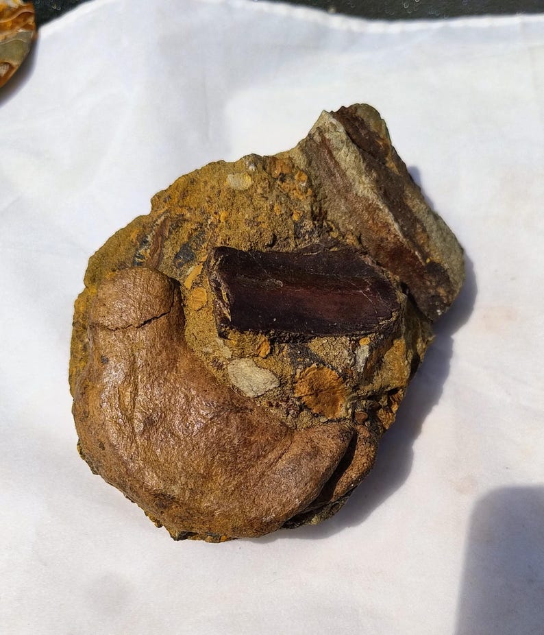 May include: A fossilized rock fragment with a dark brown, rectangular section embedded in a tan and brown matrix. The rock has a rough, textured surface and appears to be a piece of petrified wood or bone.