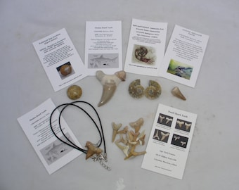 Fossil Gift Box Educational Lot Shark Teeth Dinosaur era Crow, Otodus,Necklace