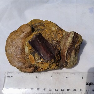 May include: A fossilized bone fragment embedded in a rock matrix. The bone is a dark reddish-brown color, and the surrounding rock is a mix of tan, brown, and yellow hues. An inch ruler is placed next to the fossil for scale.