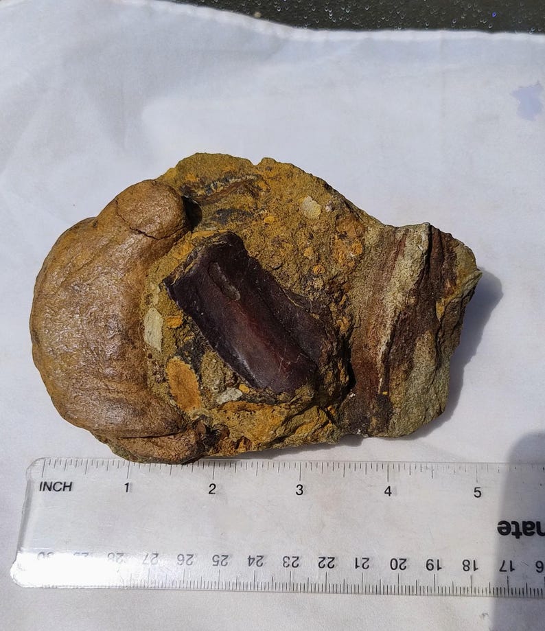 May include: A fossilized bone fragment embedded in a rock matrix. The bone is a dark reddish-brown color, and the surrounding rock is a mix of tan, brown, and yellow hues. An inch ruler is placed next to the fossil for scale.