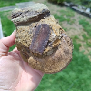 May include: A hand holding a rock with a dark brown rectangular shape embedded in the center. The rock has a mix of tan, brown, and gray colors. The background is blurred green grass and foliage.