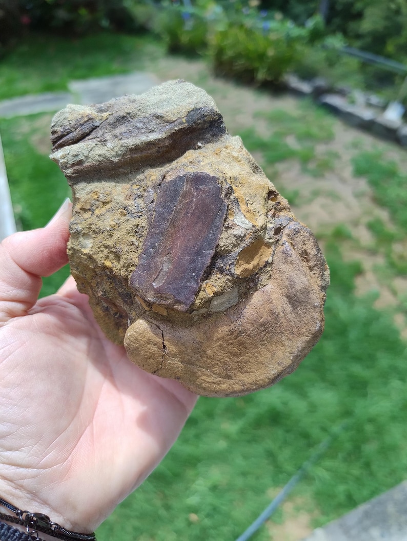 May include: A hand holding a rock with a dark brown rectangular shape embedded in the center. The rock has a mix of tan, brown, and gray colors. The background is blurred green grass and foliage.