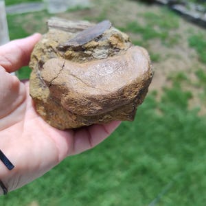 May include: A fossilized bone fragment, showcasing a tan and brown color palette. The fossil has a rounded, textured appearance, with visible cracks and variations in tone. The object is held in a hand against a blurred green background.