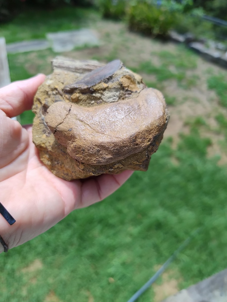 May include: A fossilized bone fragment, showcasing a tan and brown color palette. The fossil has a rounded, textured appearance, with visible cracks and variations in tone. The object is held in a hand against a blurred green background.