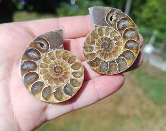 アンモナイトの化石はカットされ、磨かれ、1インチ以上の小さいサイズ
