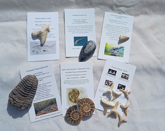 Fossil Gift Box Educational Lot Ammonite,Shark Teeth, Mosasaur Dinosaur Real
