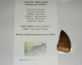 Mosasaur teeth tooth fossil Dinosaur Marine Jurassic World B