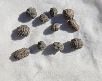 Trilobite  Acastoides Devonian before  Dinosaurs Lot of 4