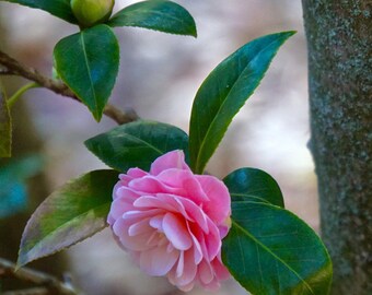 Camellia Pink Flower, Metal Wall Art Photo Print - Square - Closeup Flower Photography