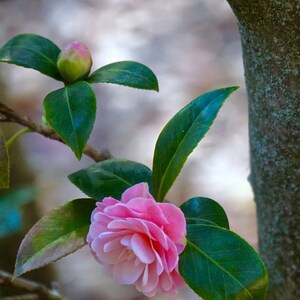 Camellia Pink Flower, Metal Wall Art Photo Print - Square - Closeup Flower Photography