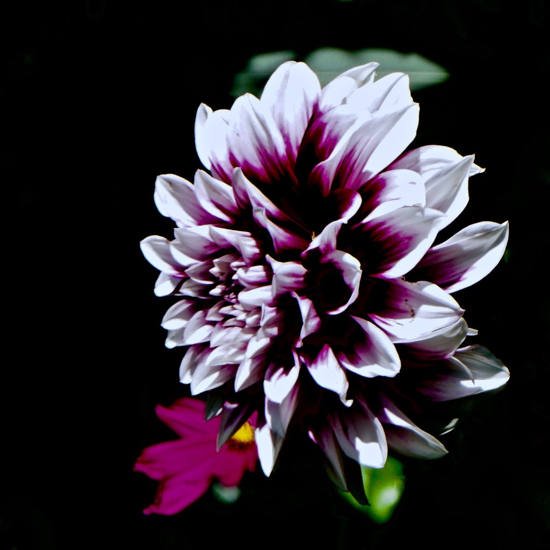 Dahlia Purple & White Flower Metal Wall Art Photo Print Etsy