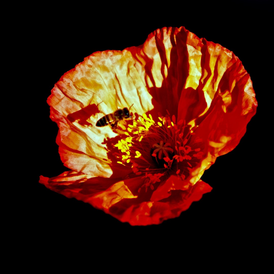 Iceland Poppy Orange Flower, Metal Wall Art Photo Print Square Closeup