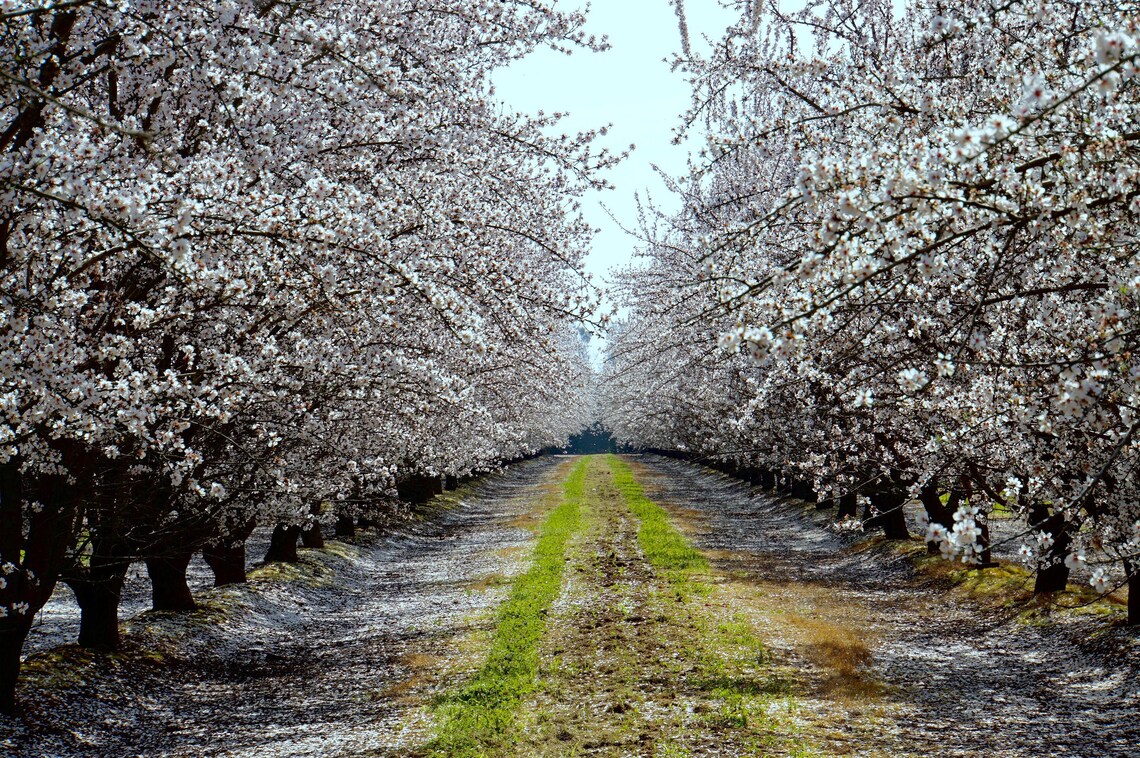Blooming Almond Orchard Metal Wall Art Photo Print 5x7 - Etsy