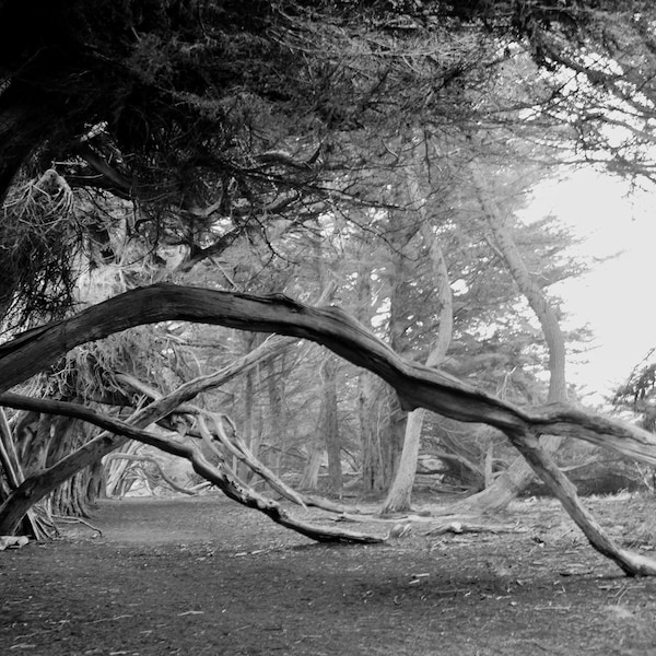 Metal Wall Art Photo Print, Sea Ranch Forrest in Black and White - 5x7, 8x10, 11x14, 16x20 - Nature, Adventure & Travel Photography