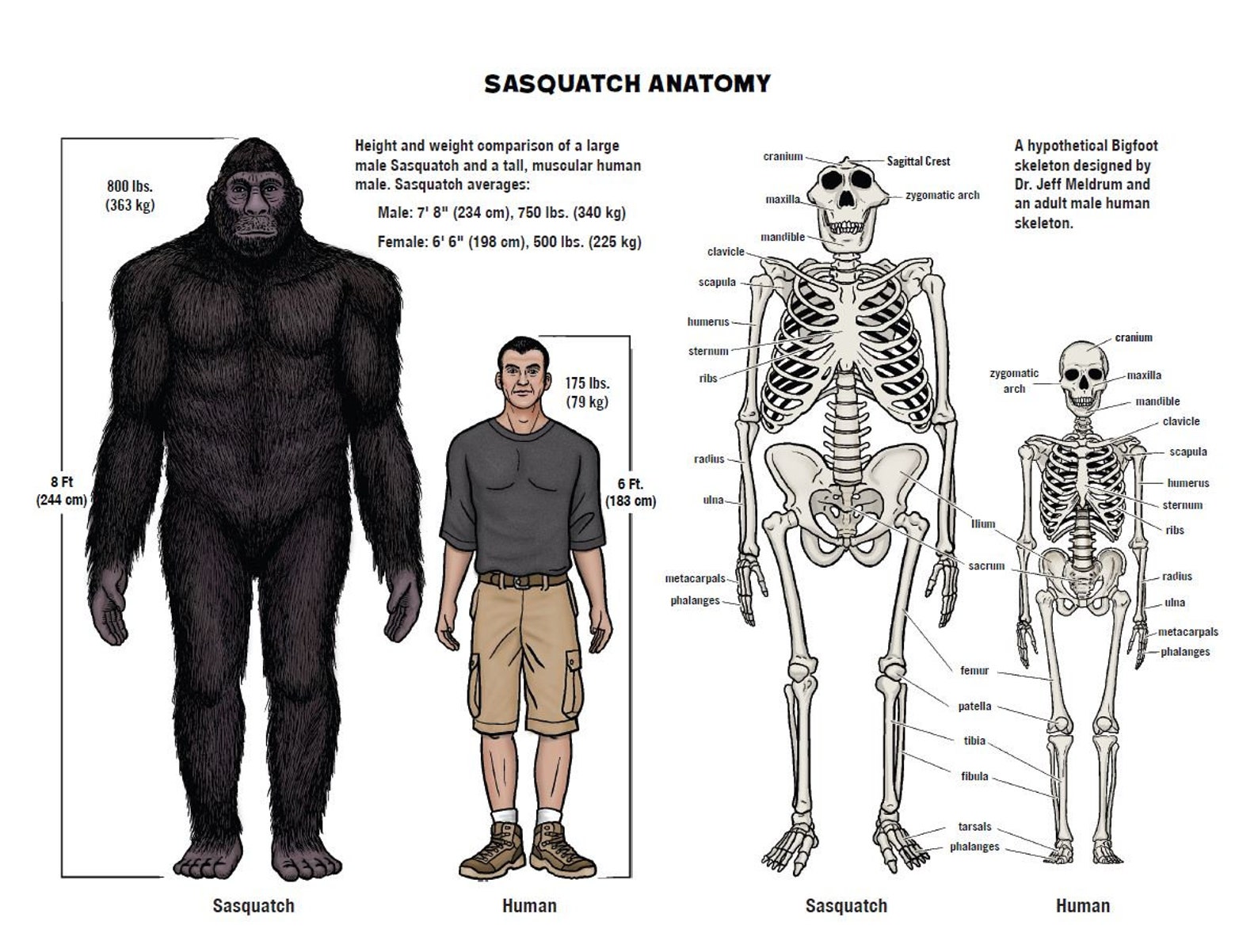 BIGFOOT 2023 Wall Calendar Cryptids Yeti Sasquatch Etsy