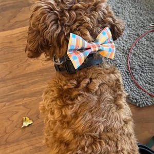 May include: A brown dog wearing a black collar with a colorful plaid bow tie. The bow tie features a pattern of blue, orange, yellow, and white squares. The dog's fur is curly and light brown.