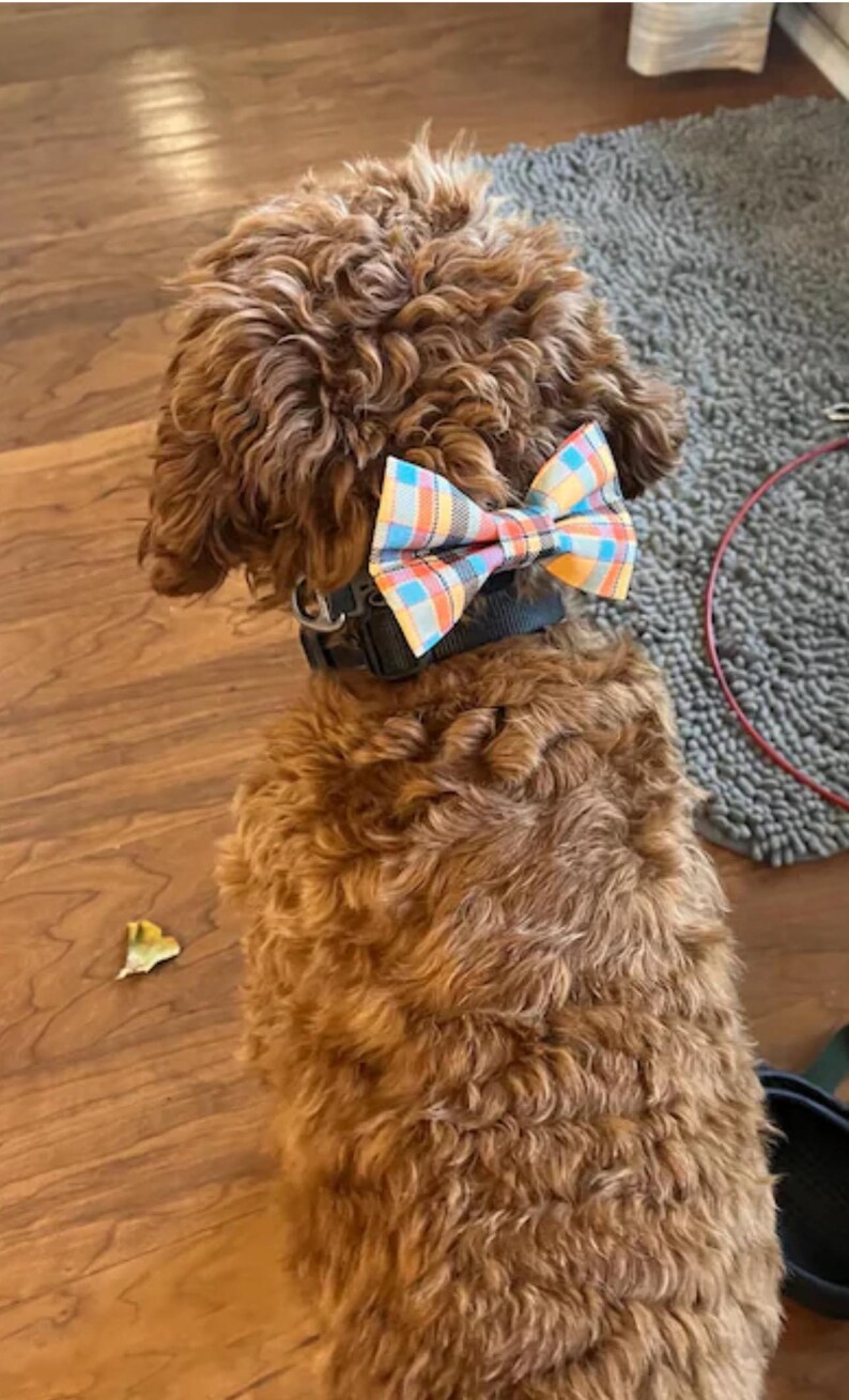 May include: A brown dog wearing a black collar with a colorful plaid bow tie. The bow tie features a pattern of blue, orange, yellow, and white squares. The dog's fur is curly and light brown.