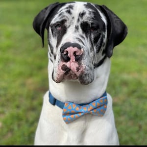 May include: A Great Dane dog with a black and white coat and a blue bow tie with a pizza slice pattern. The dog is looking at the camera with a serious expression. The background is blurred green grass.